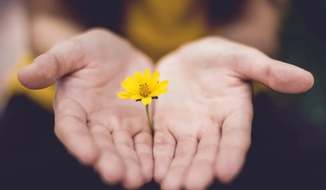Two hands share yellow flower