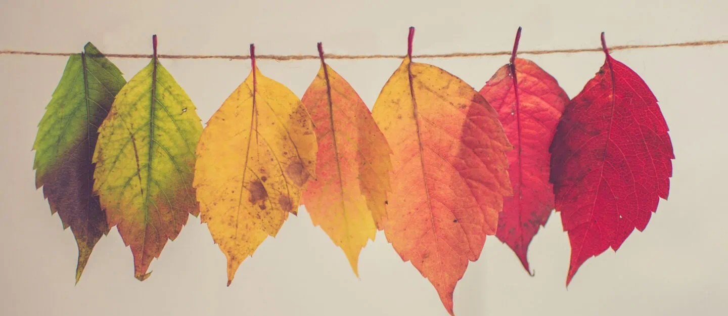leafs change color process