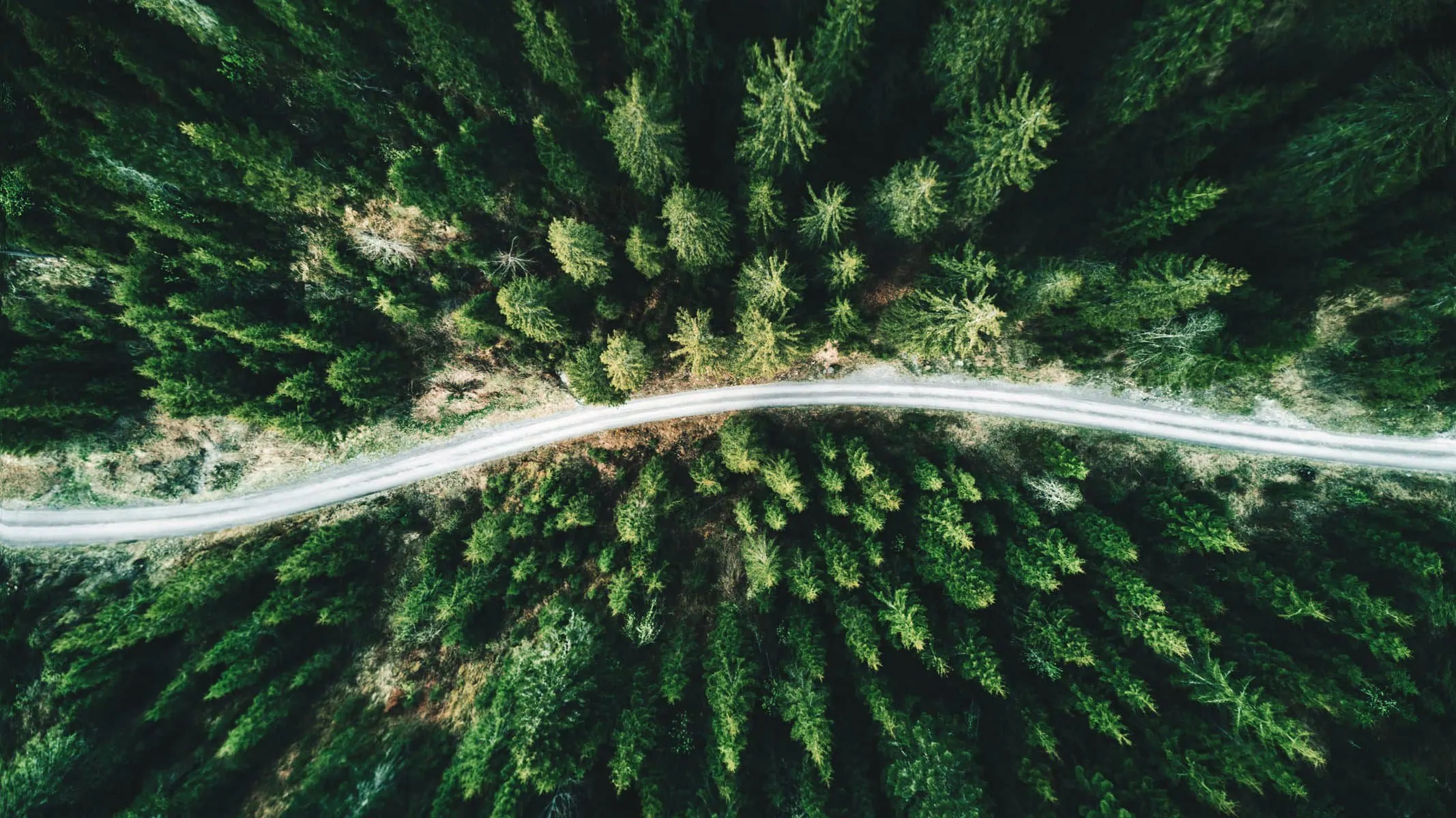 Aerial view of grey road running through the middle of a fir forest